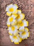 Floating Plumeria Flowers 7 pcs Pack